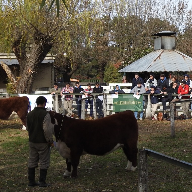 Exposición de Otoño de Hereford en sus 100 años